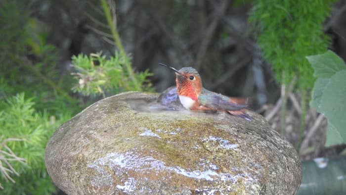  solar hummingbird mister