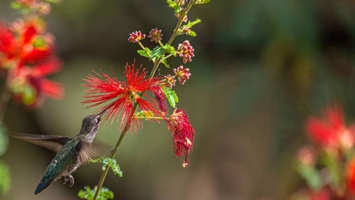  southeast arizona birding festival