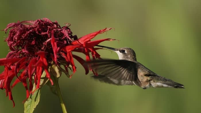  when do hummingbirds come to tennessee