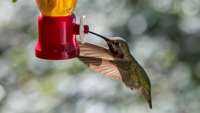  when do hummingbirds leave maryland