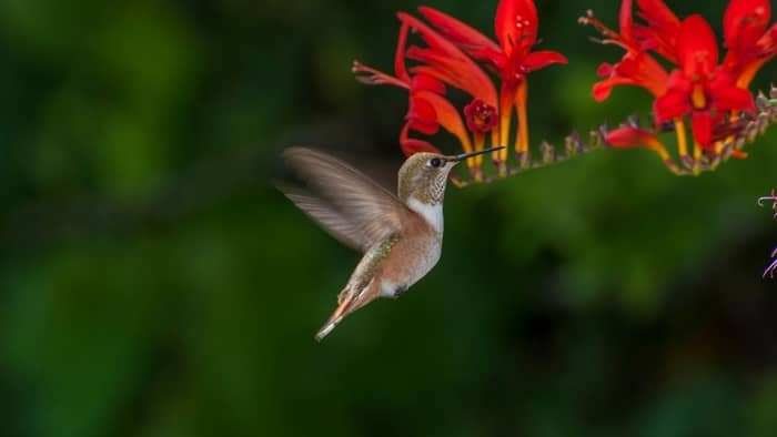  when do hummingbirds return to iowa