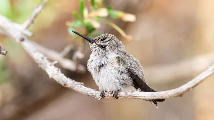  where do hummingbirds sleep in the winter