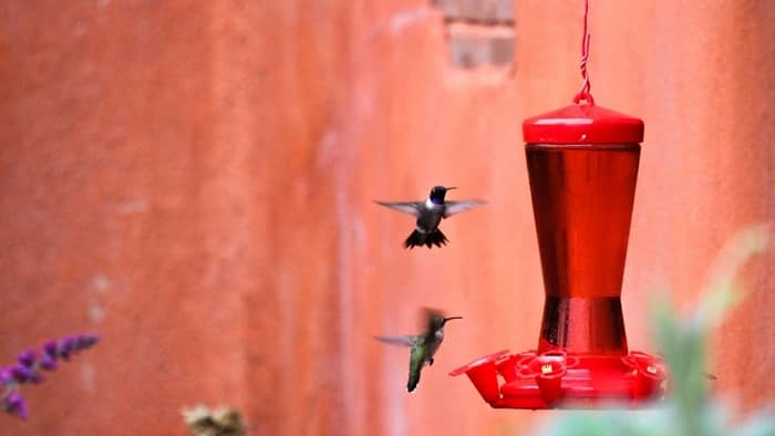  why do hummingbirds chase each other