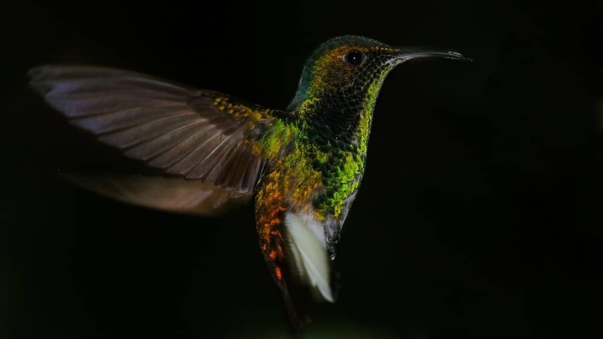 Can Hummingbirds Stop Flying