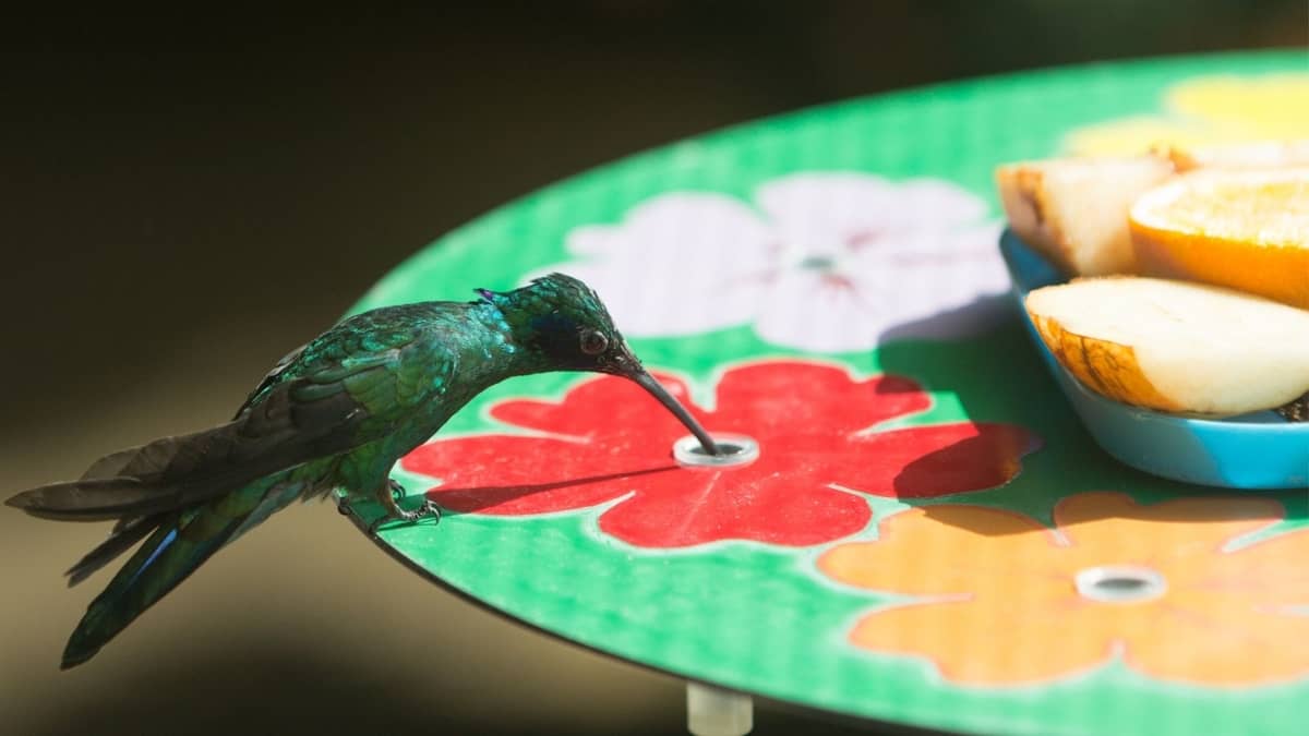 Do Hummingbirds Eat Fruit