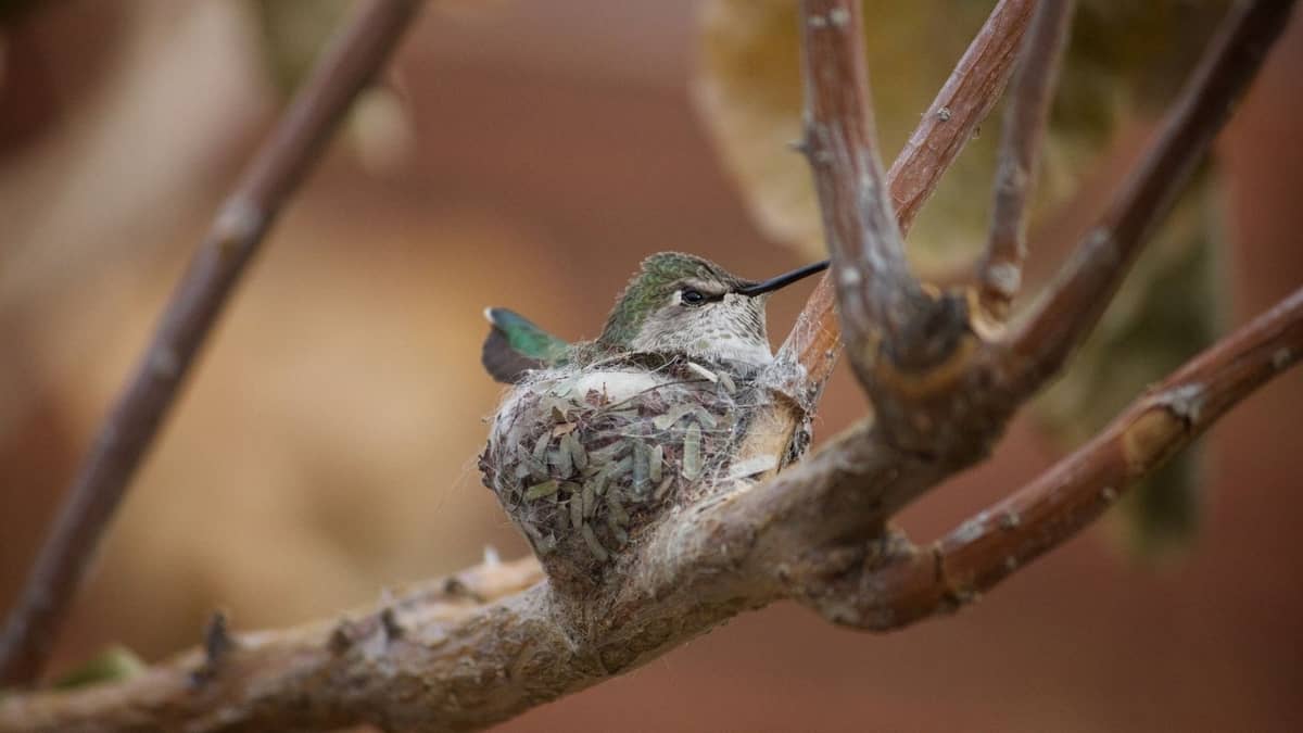 Do Hummingbirds Reuse Their Nests
