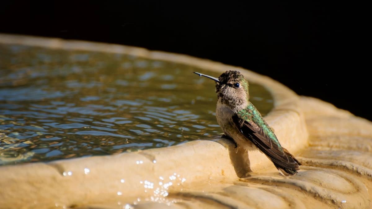 How To Make A Hummingbird Fountain