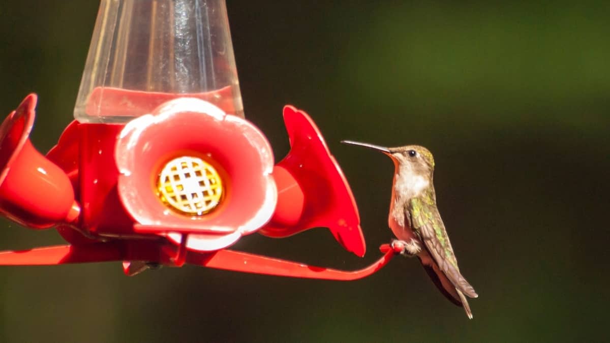 Perky Pet Hummingbird Feeder Leaks - What To Do