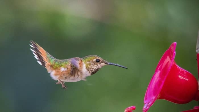  alaska hummingbirds