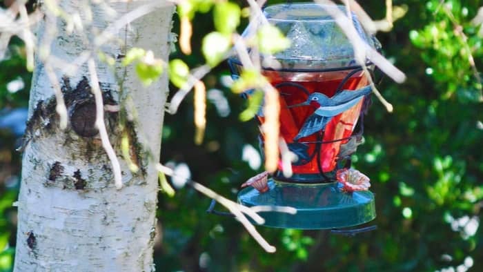  are hummingbird feeders bad for hummingbirds