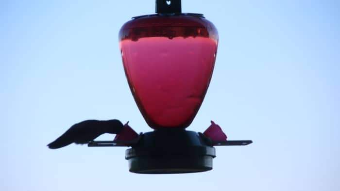  are hummingbird feeders bad for the environment