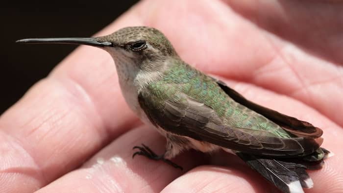  are hummingbirds dangerous to humans