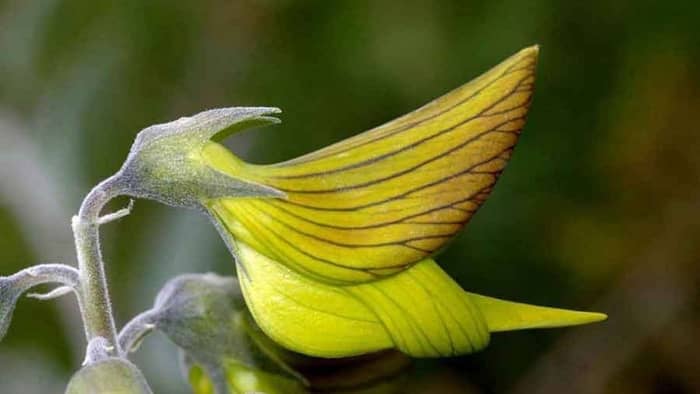  australian crotalaria cunninghamii plant