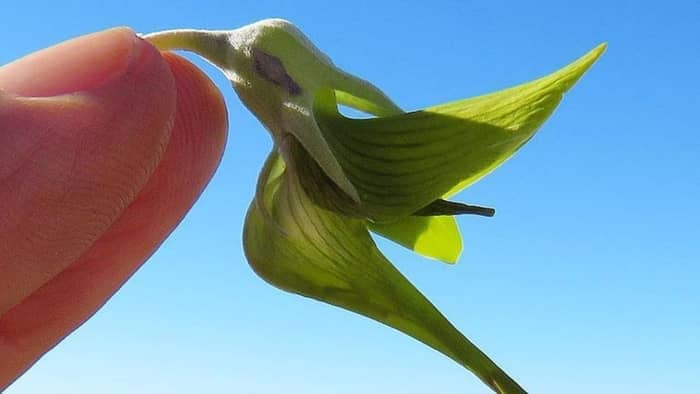  bird shaped flower