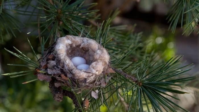  bird's nest removal