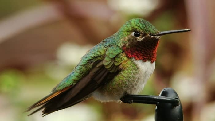  black-chinned hummingbird vs ruby-throated hummingbird