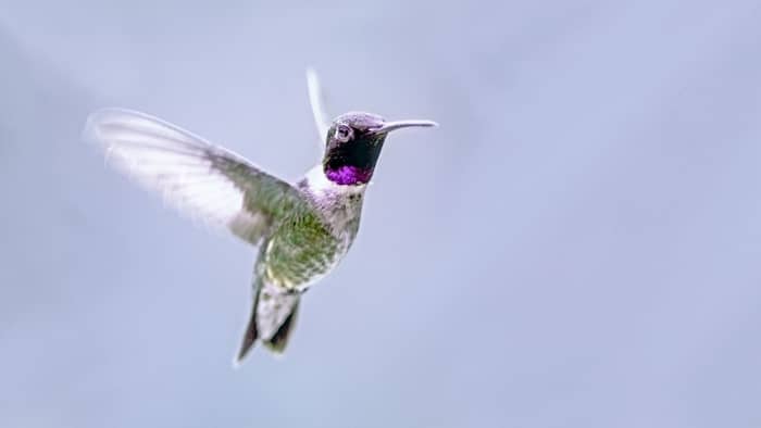  black chinned hummingbird