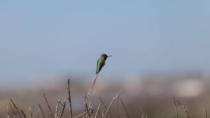  black hummingbird