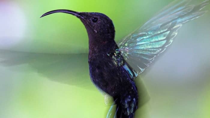 Remove term: can hummingbirds open their beaks can hummingbirds open their beaks