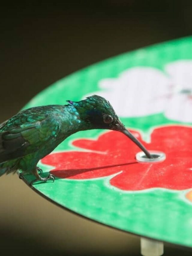 Fresh Fruits For Hummingbirds To Feed On