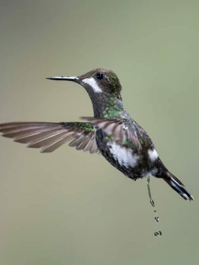 Facts You Might Want To Know About Hummingbirds’ Poop