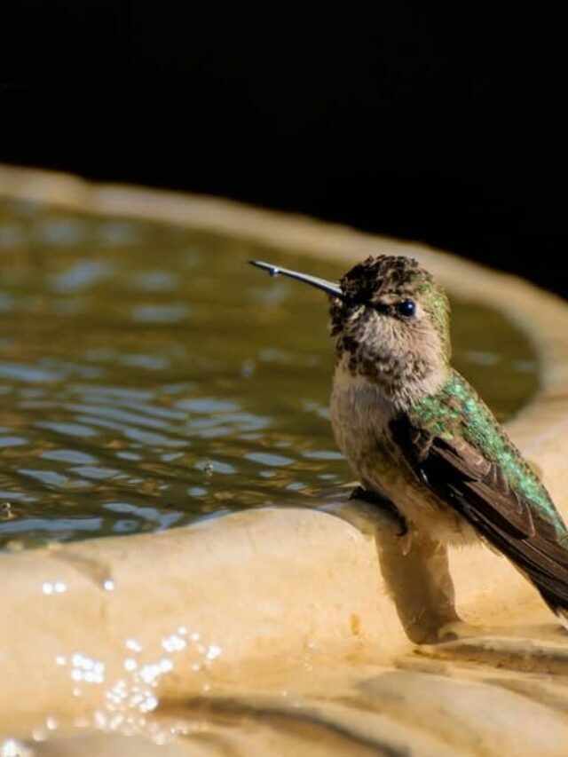3 Awesome DIY Hummingbird Fountains
