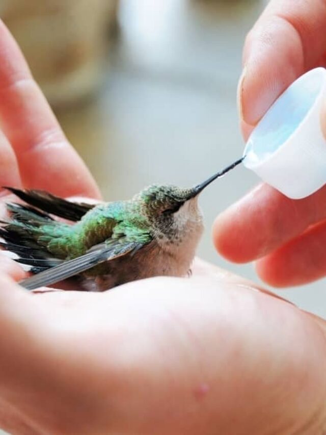 How To Rescue A Hummingbird – The Right Thing To Do