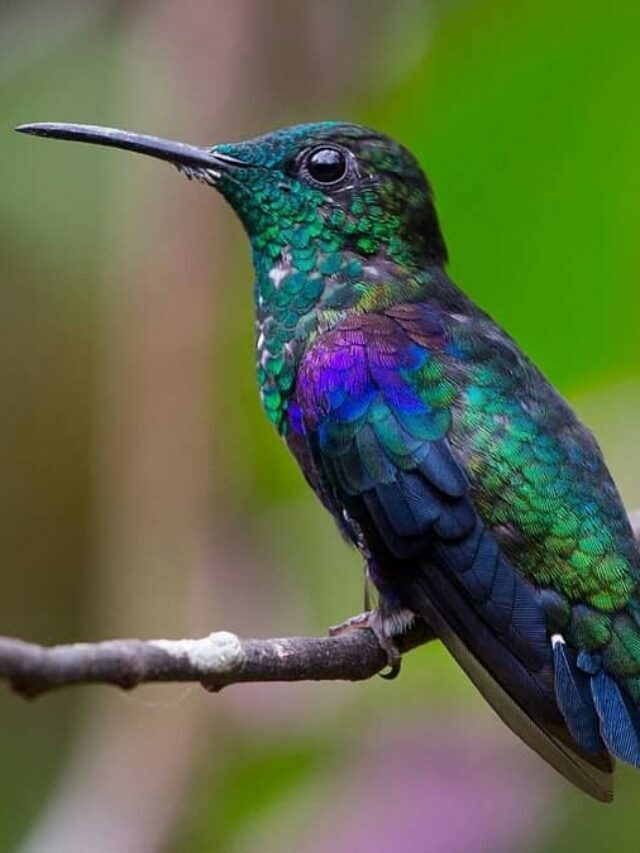 Guidelines To Identify a Hummingbird’s Gender visually