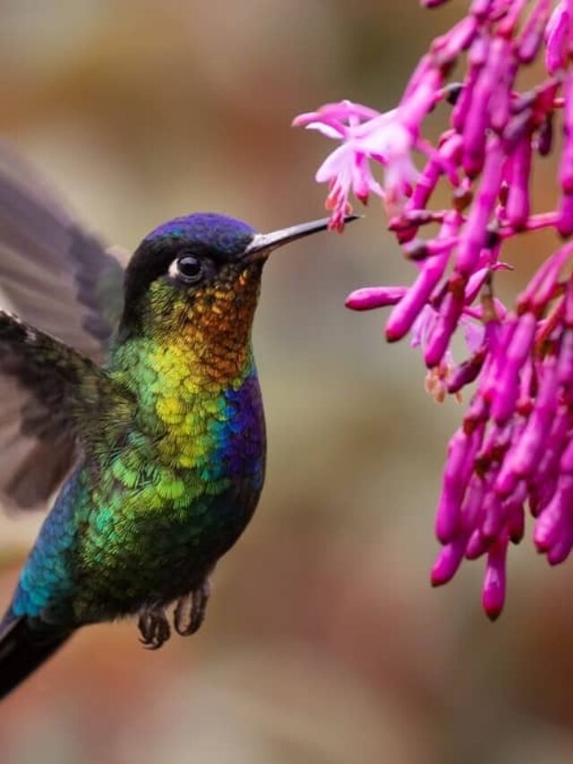 What Sound Does A Hummingbird Make