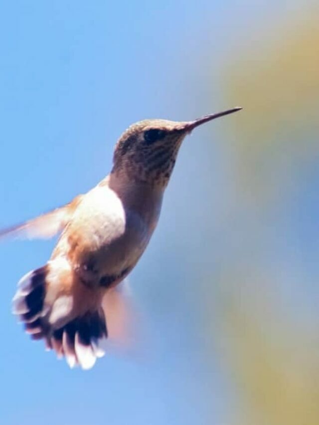 Best Time To See Hummingbirds In Michigan – All About Their Migration