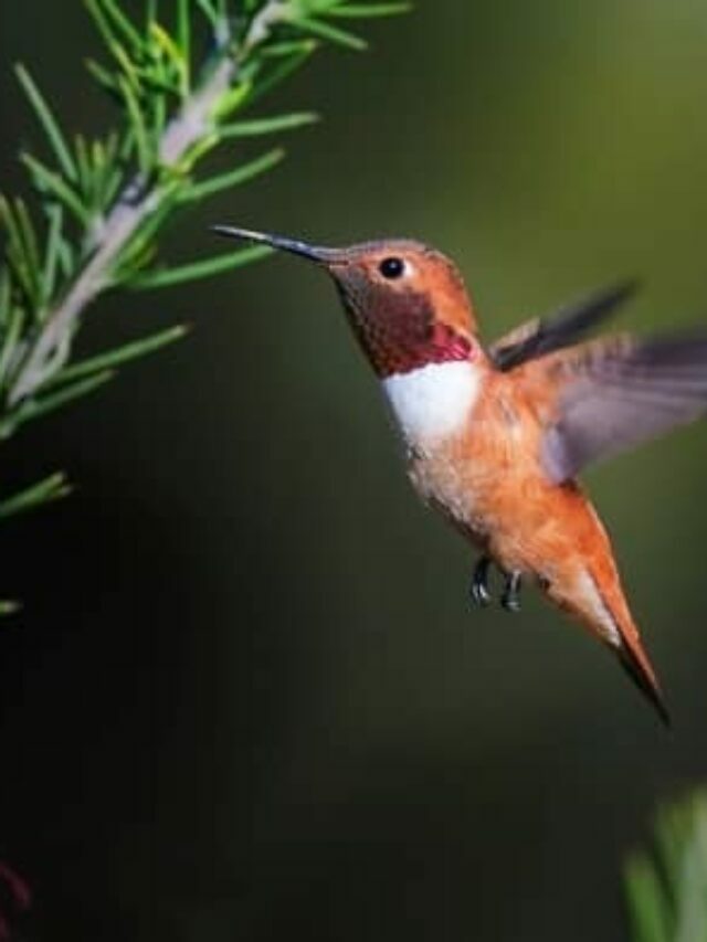 Alaska’s Hummingbird Season: 5 Species You’ll See Hanging Around
