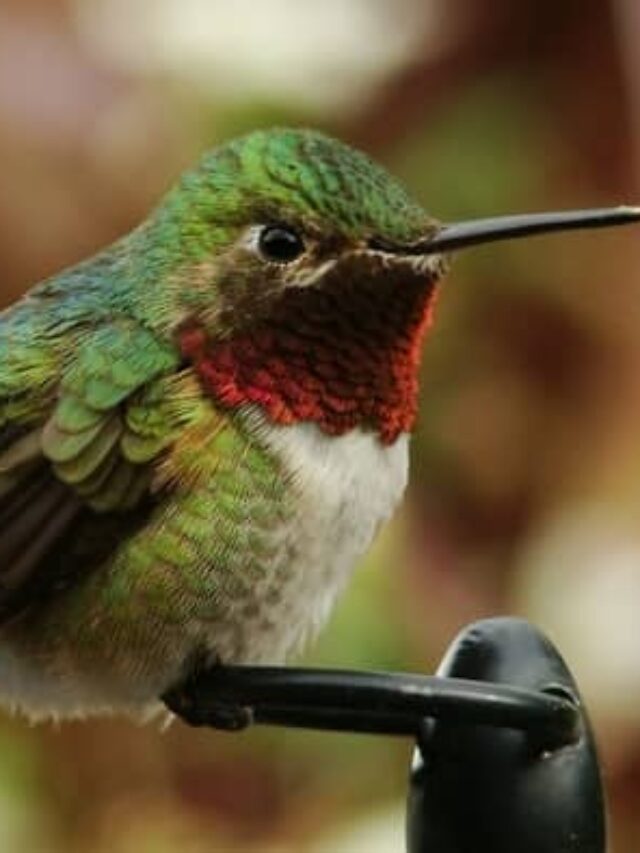 black-chinned hummingbird vs ruby-throated hummingbird