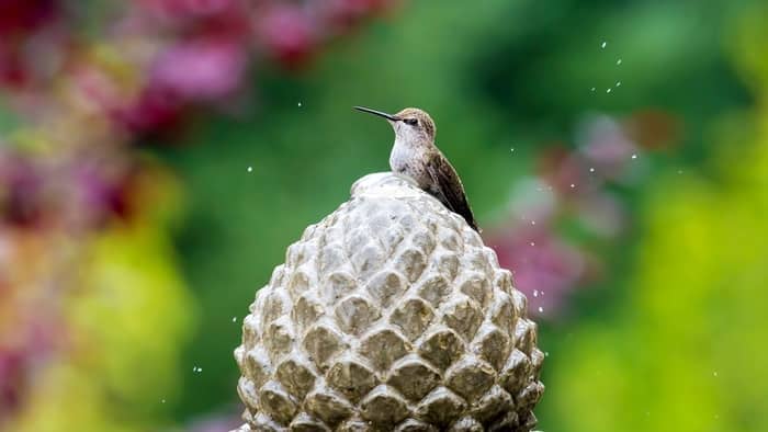  diy bird bath fountain