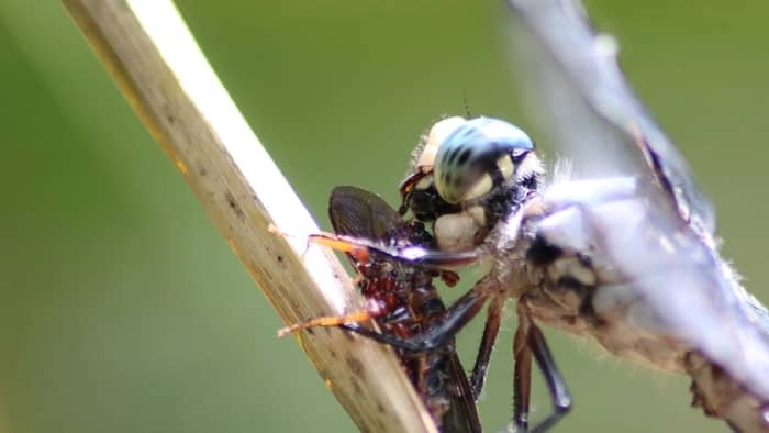 do dragonflies eat hummingbirds