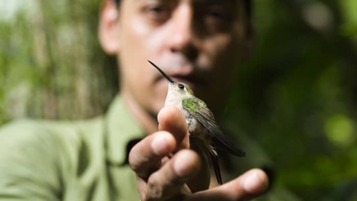  do hummingbirds carry diseases