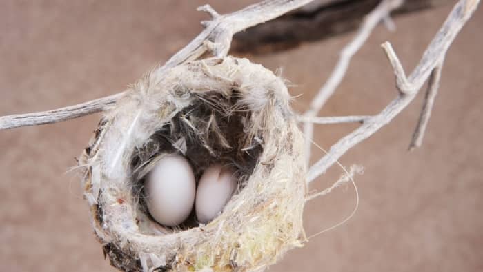  do hummingbirds come back to the same nest every year