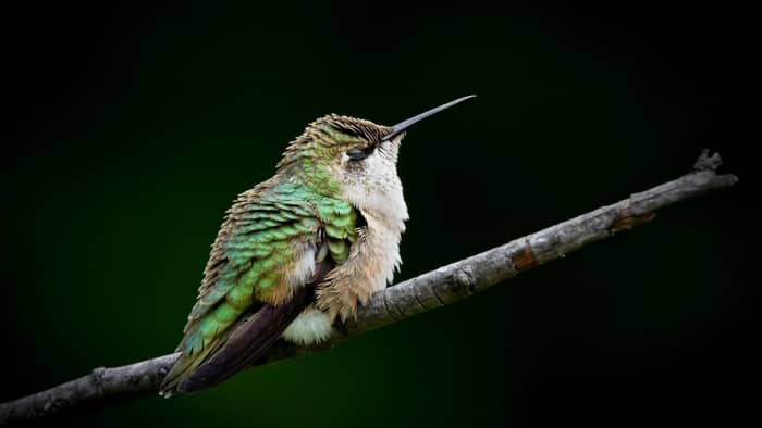 do hummingbirds die when they stop flying