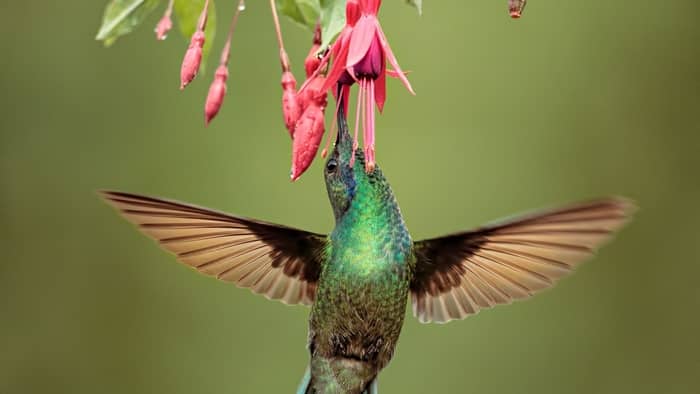  do hummingbirds eat fruit