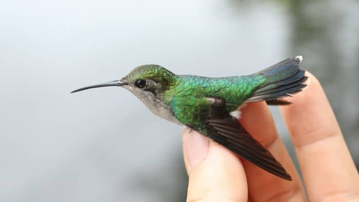 do hummingbirds ever stop flying