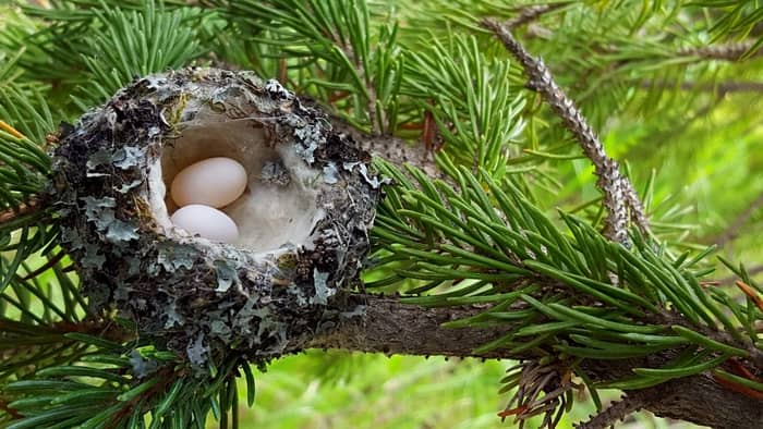  do hummingbirds lay eggs