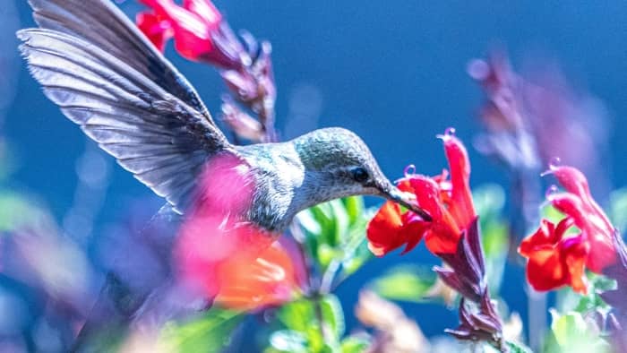  do hummingbirds like fruit