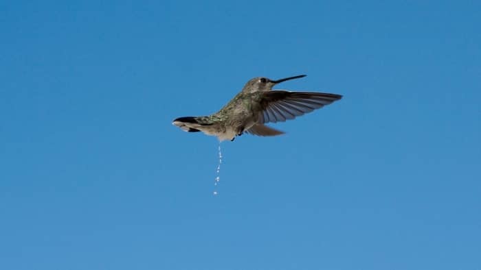 do hummingbirds pee