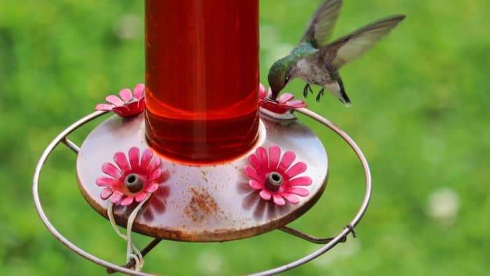 do hummingbirds poop around feeders
