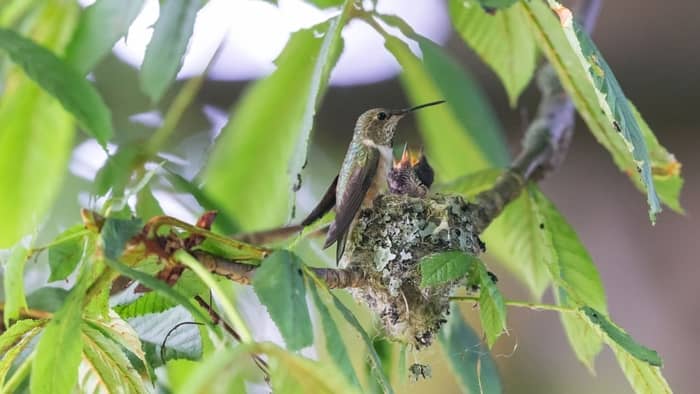  do hummingbirds return to the same nest