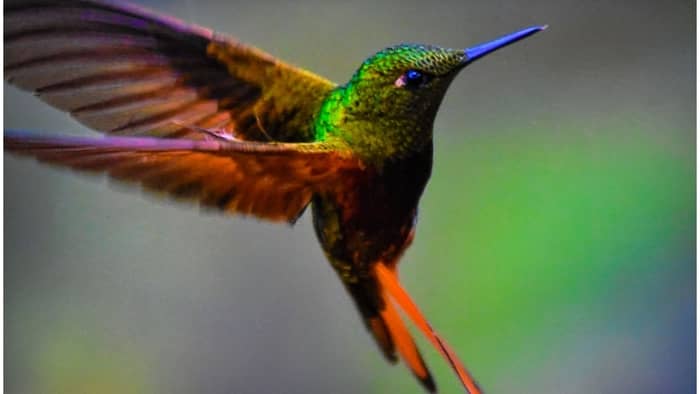 female hummingbird colors