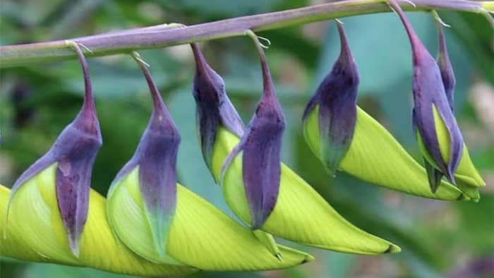 flowers that look like hummingbirds