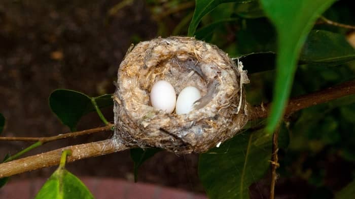  how many eggs does a hummingbird lay