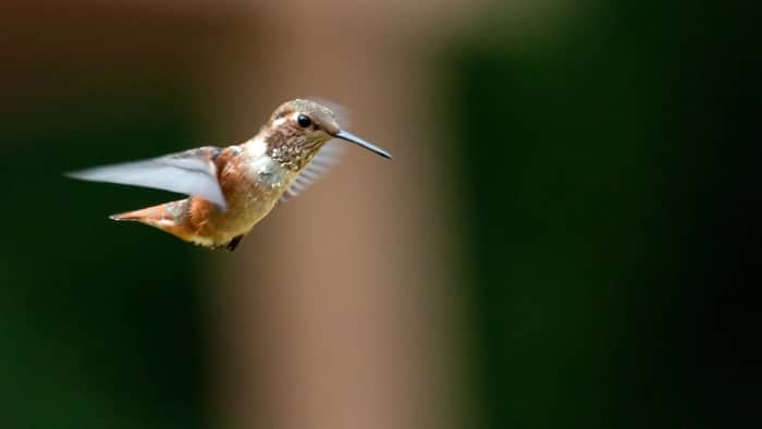  how to get a hummingbird out of a building