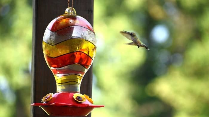  how to get a hummingbird out of your house
