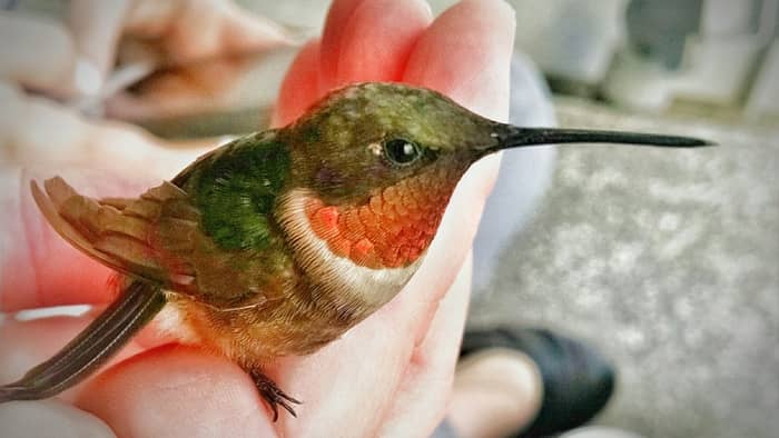 how to help a hummingbird